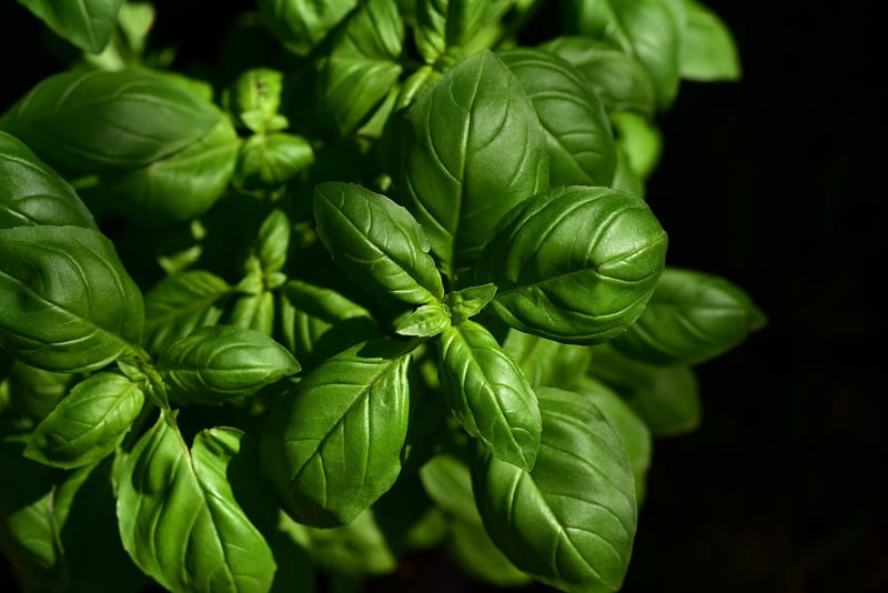 Fresh ingredients